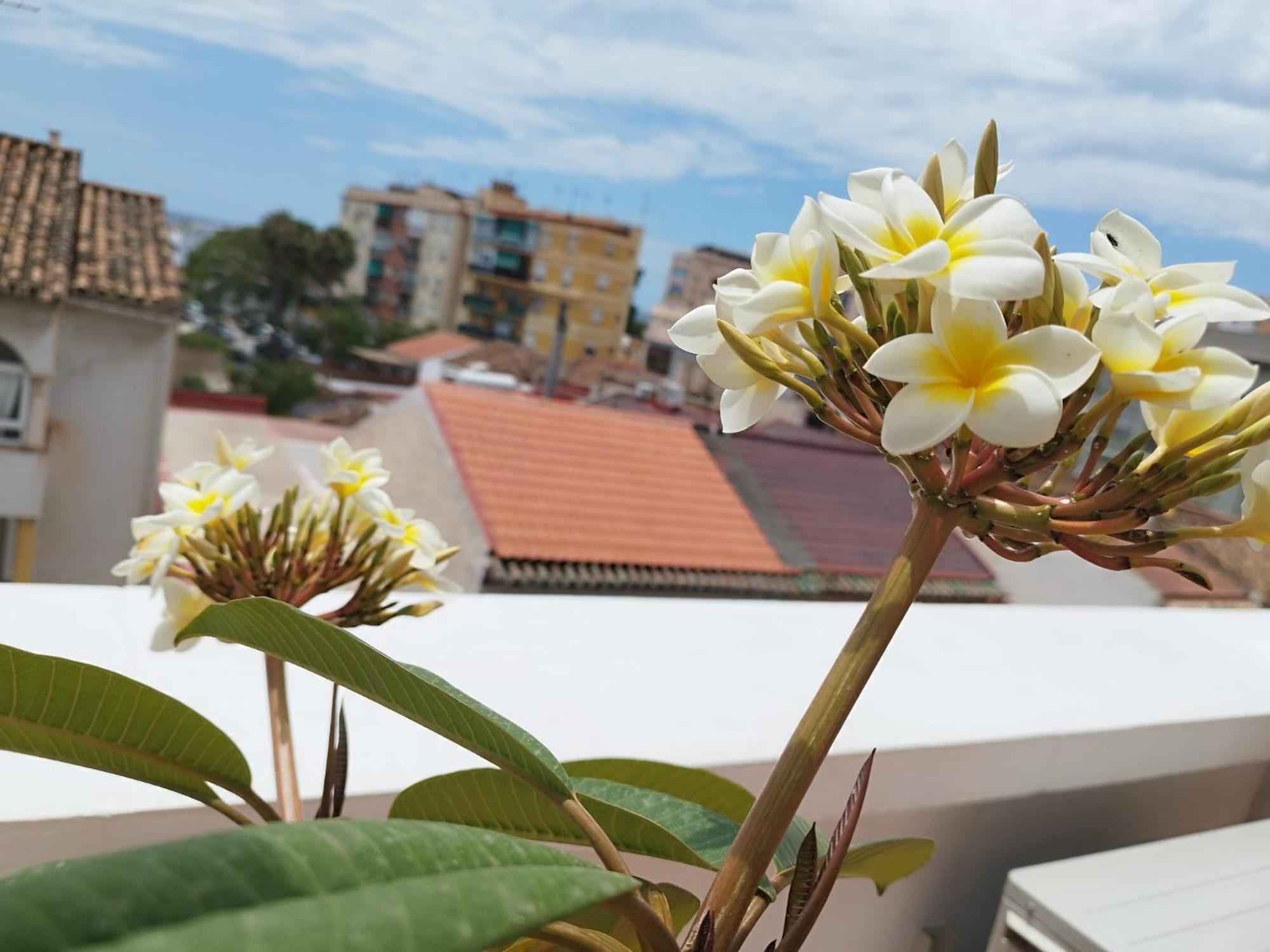 Apartamento Plumaria Málaga Kültér fotó